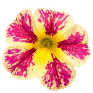 Calibrachoa (Proven Winners)